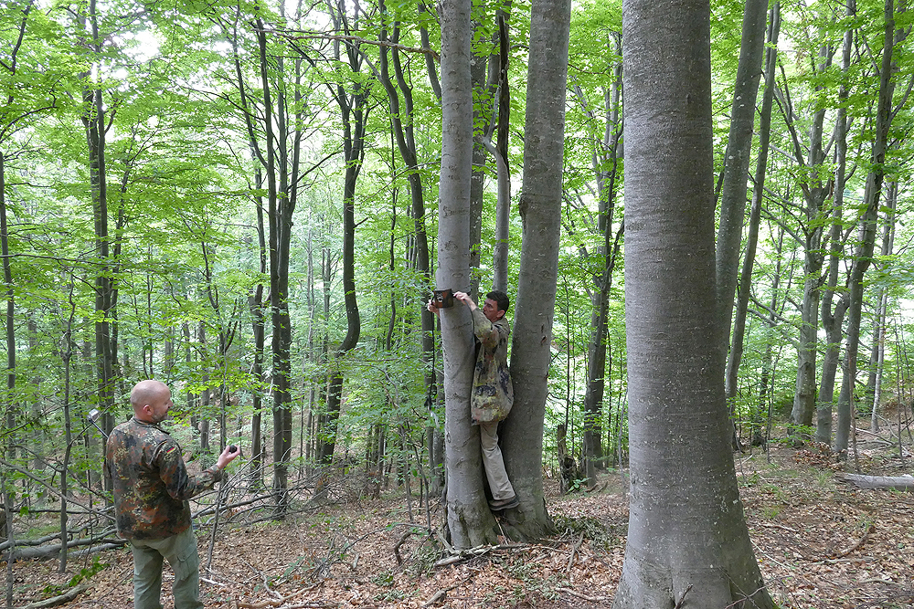 Budesti  (37)
