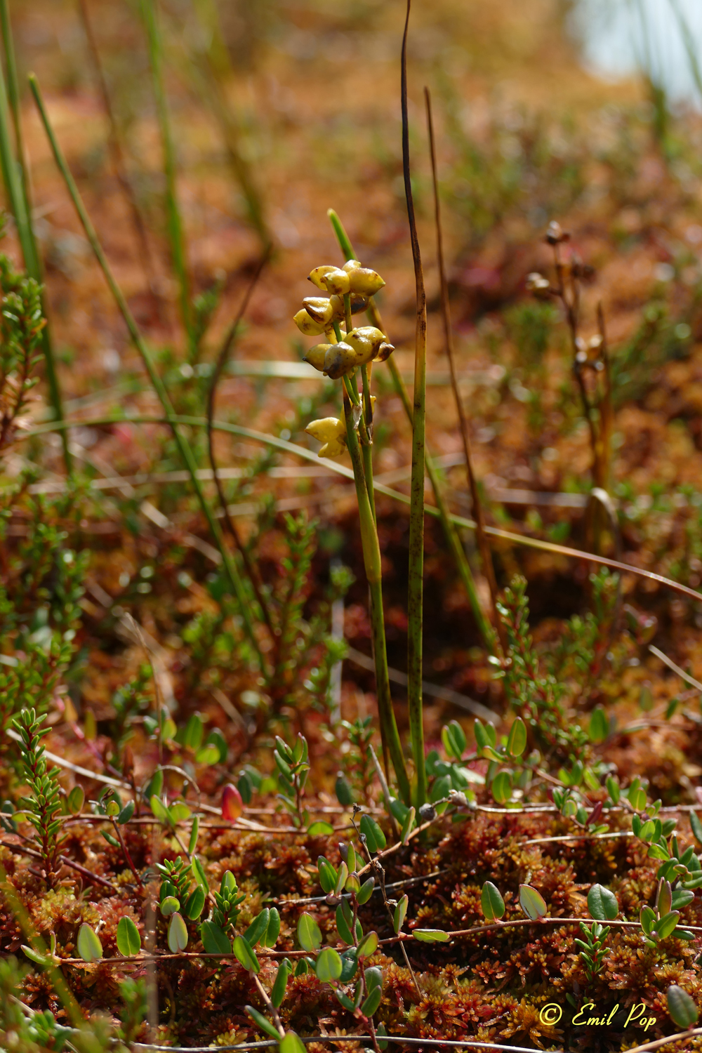 P1220625 copy